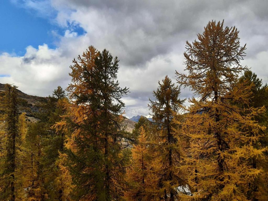 un groupe de grands pins sur une montagne dans l'établissement Résidence Eyssina - Studio de 4 couchages à 100m du Point Show MAE-7731, à Vars
