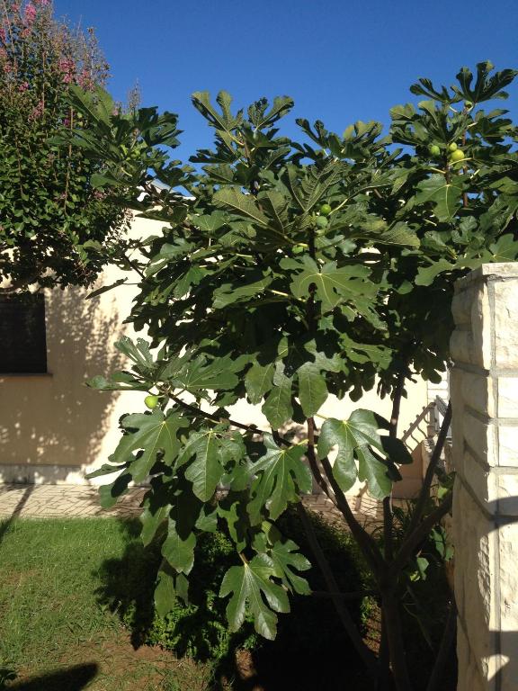 Ein Garten an der Unterkunft Apartments Villa Kristina