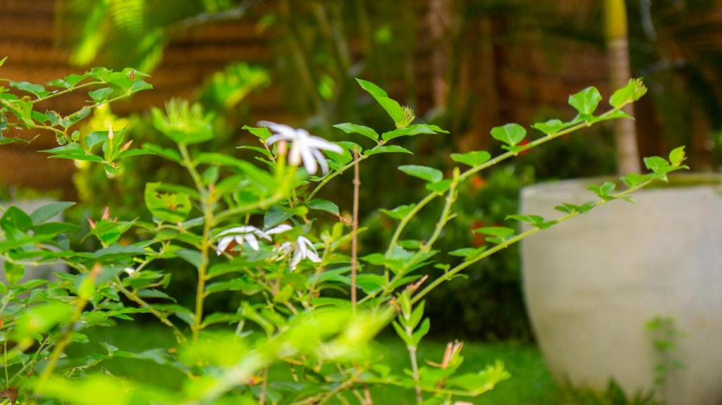 Yala Safari River View Hotel - 19