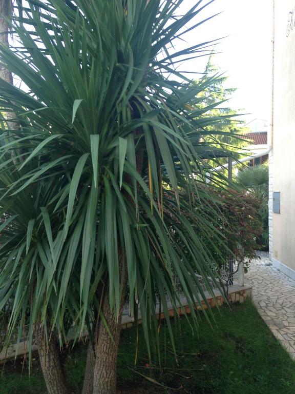 Ein Garten an der Unterkunft Apartments Villa Kristina