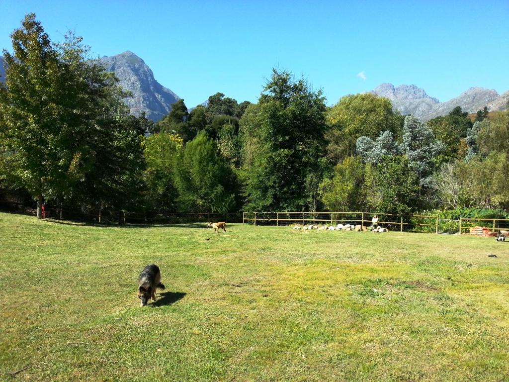 a dog walking in a field with a herd of animals at Glasshouse In The Winelands in Stellenbosch