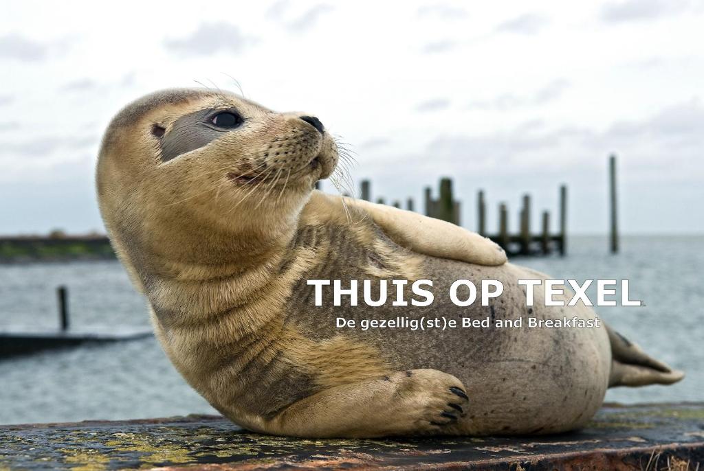 a seal is sitting on a rock in the water at Thuis op Texel in Den Burg