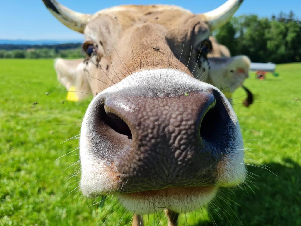 Zvířata v farmy nebo okolí