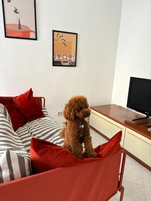 a brown teddy bear sitting on a couch at Casa dell'Opera in Pesaro