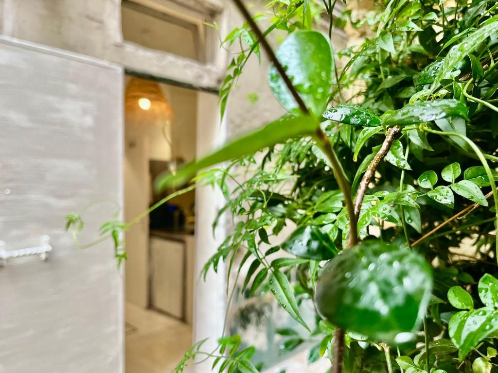 une plante verte assise à côté d'un bâtiment dans l'établissement Studio centre Paris calme cosy, à Paris