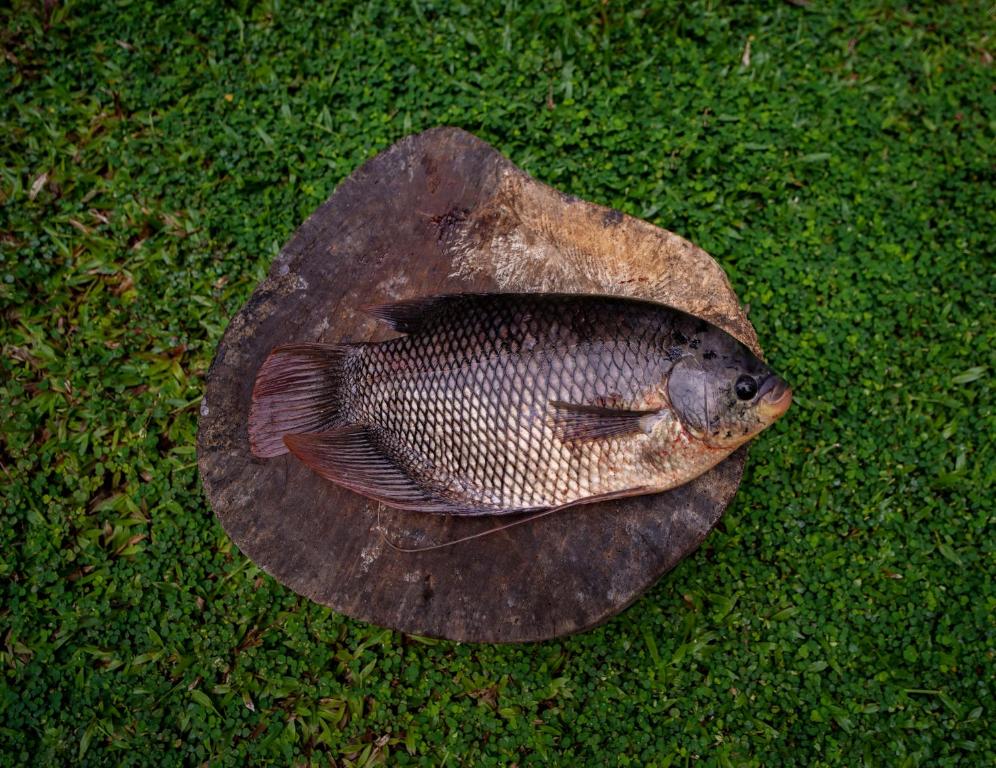Fotografie z fotogalerie ubytování Jathikka Homestay v destinaci Vagamon