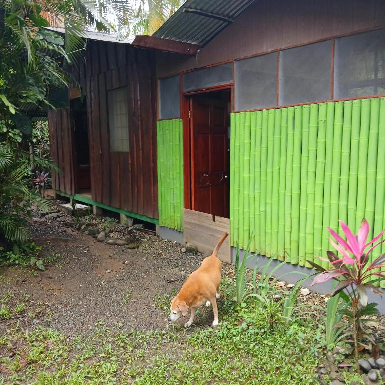 Domácí mazlíčci ubytovaní s hosty v ubytování Casa Osa Bella Cabina Rayo Verde