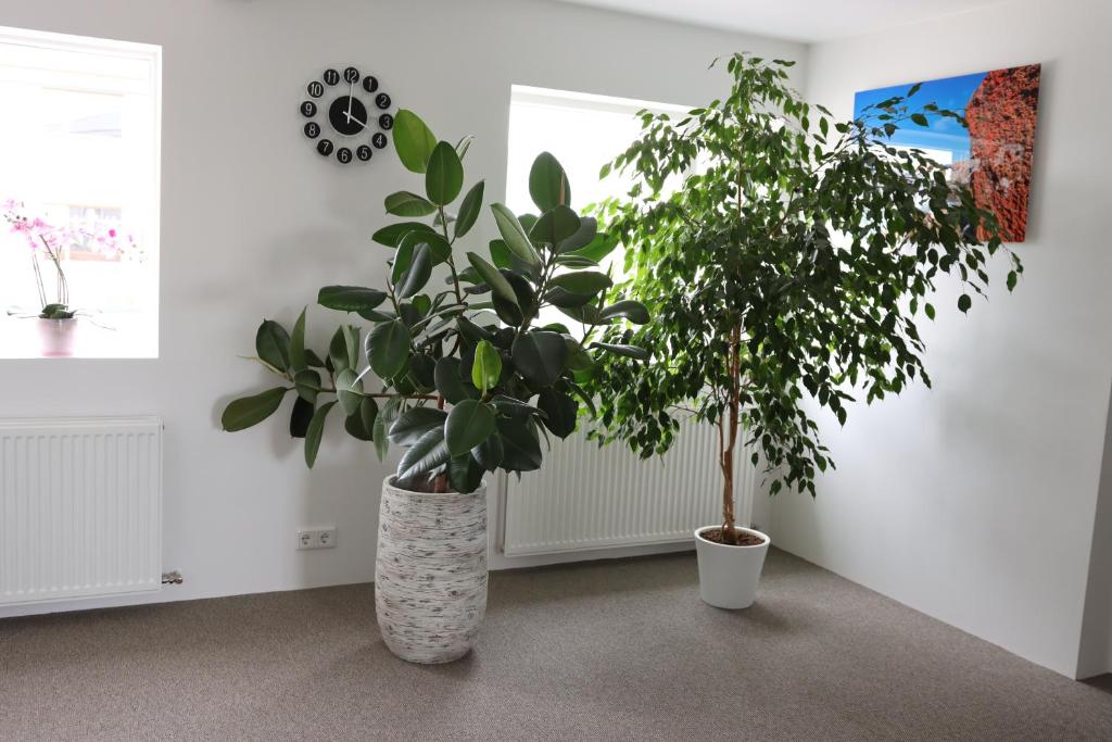 Fotografie z fotogalerie ubytování Guesthouse Dyngja v destinaci Höfn