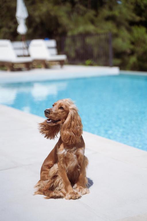 Ospiti di Ilyessa Cottages con animali domestici
