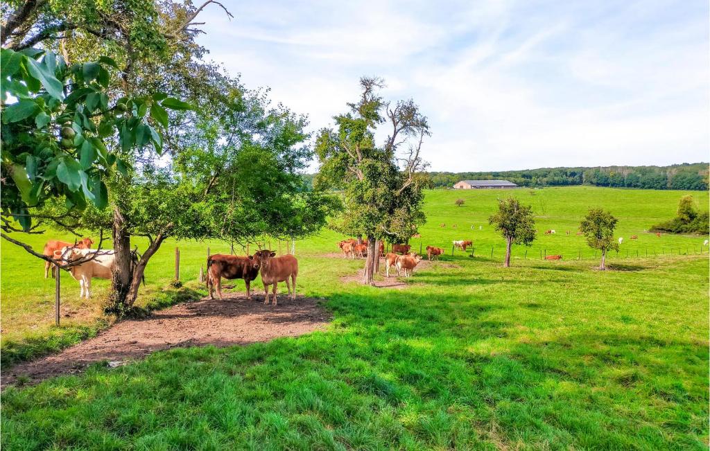 Zvířata v apartmánu nebo okolí