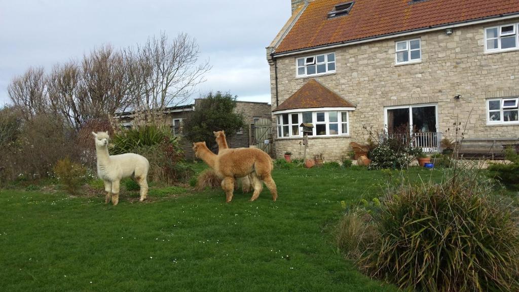 韦茅斯Jurassic Loft Apartment的两个美洲驼站在房子前面的草上