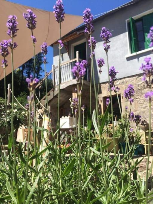 Une bande de fleurs violettes devant une maison dans l'établissement L Ancien Four à Pain, à LʼÉglise-aux-Bois