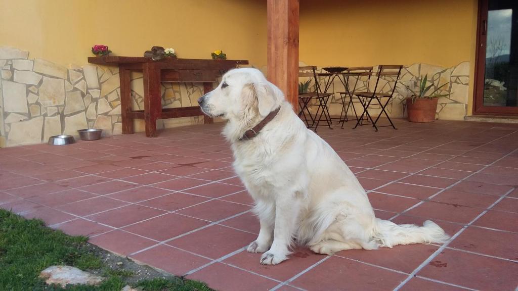 Domáce zviera alebo zvieratá hostí v ubytovaní La Vecchia Stalla B&B