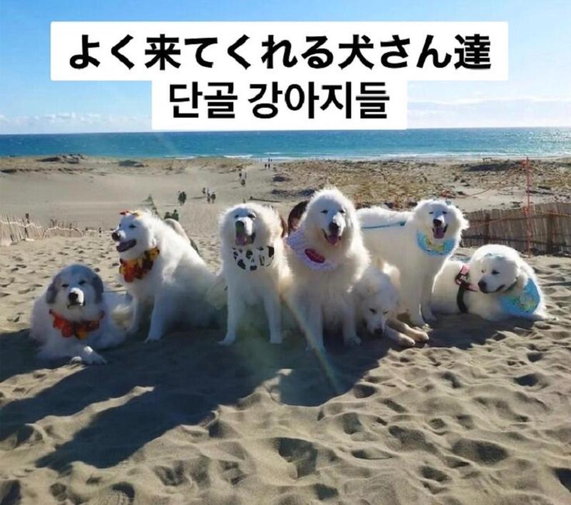 Domácí mazlíčci ubytovaní s hosty v ubytování Plage Yuigahama