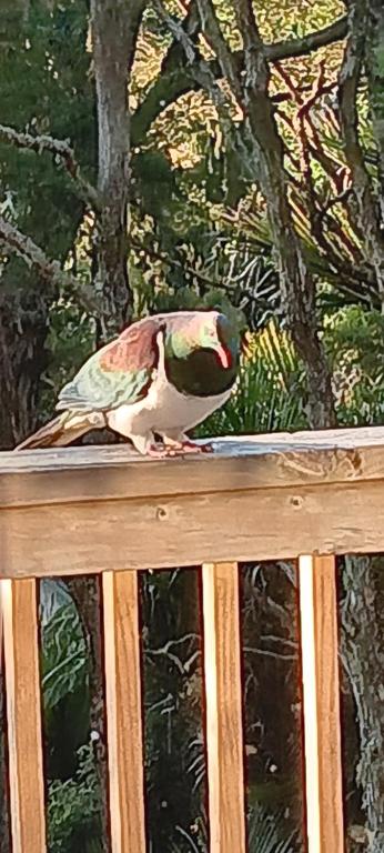 Photo from Tastebuds Bed n Breakfast in Titirangi, Auckland Region, New Zealand