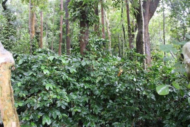 Zahrada ubytování Prestige Nature Homestay Chikmagalur