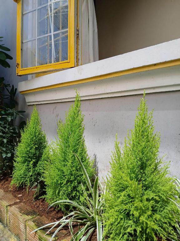Vườn quanh Ở Mô Dalat
