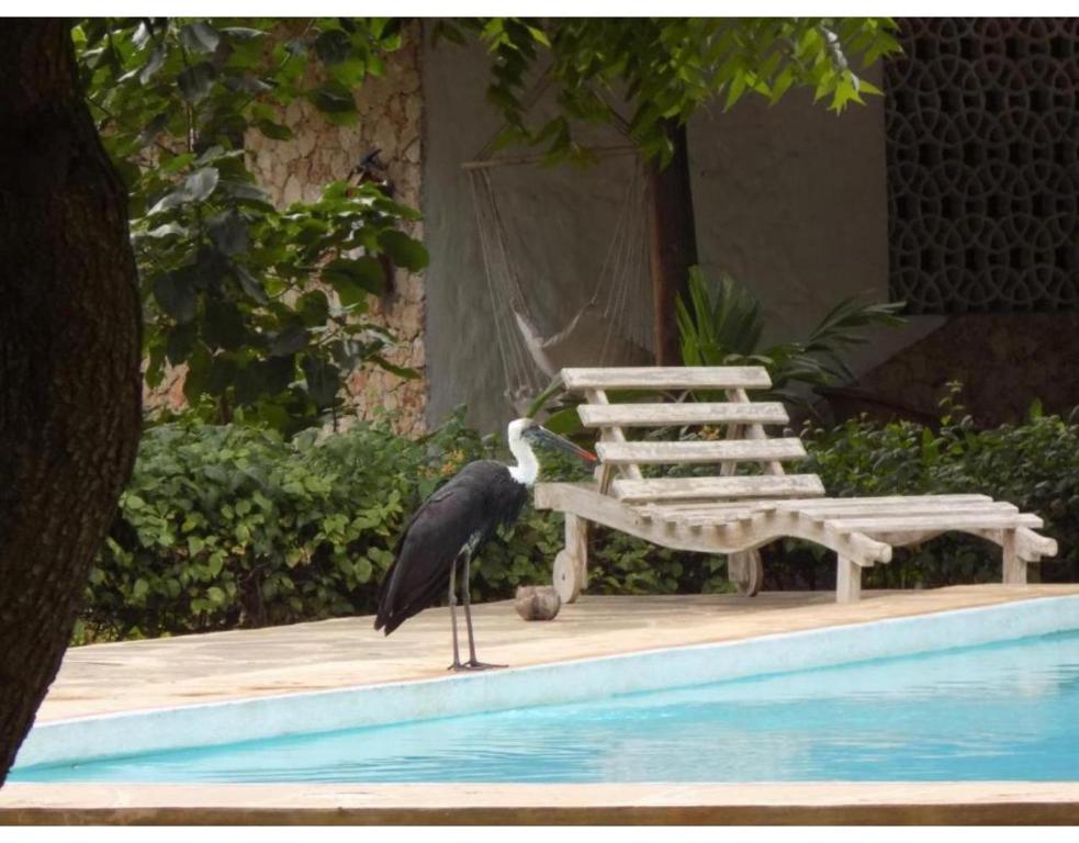Bazén v ubytování Watamu Eco Villas nebo v jeho okolí