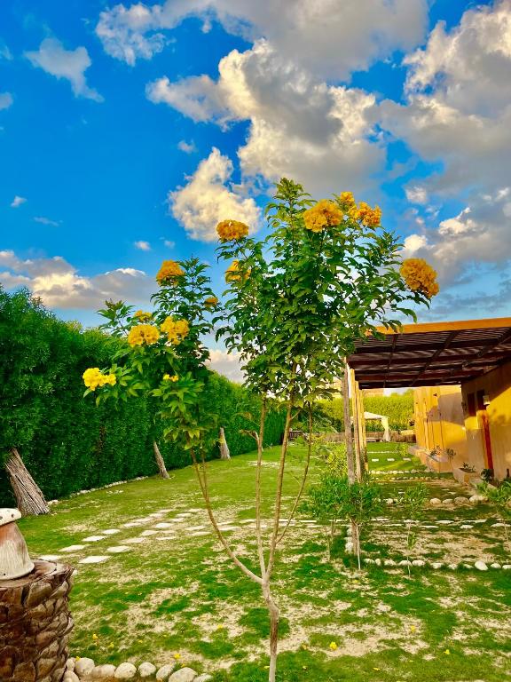 a tree in a field next to a house at Sahure Pyramid View Inn in Cairo