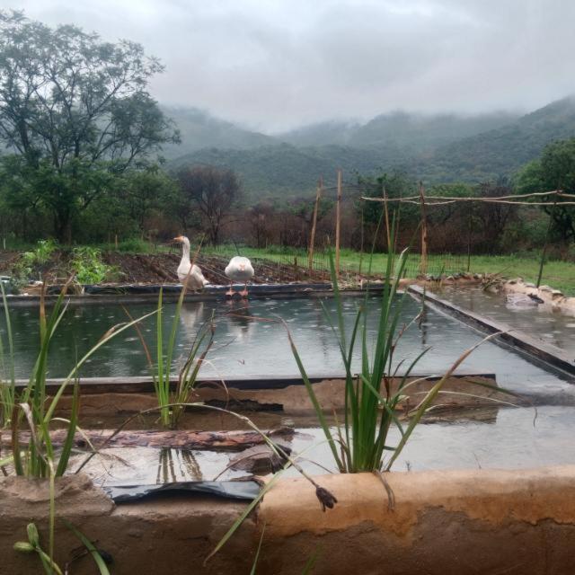 two birds standing in a pond of water at Avalon Cottages in Barberton