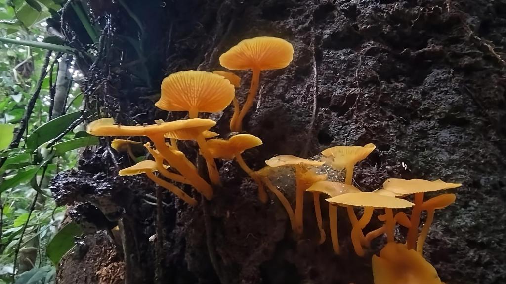 Foto sihtkohas Leticia asuva majutusasutuse Eco Hostel RENASE galeriist