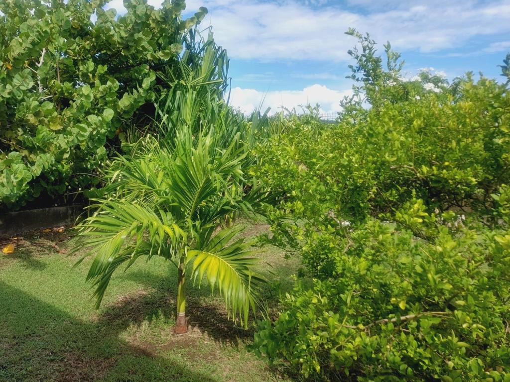 Zahrada ubytování SOLEY KARAIB Appartement au Vauclin Martinique