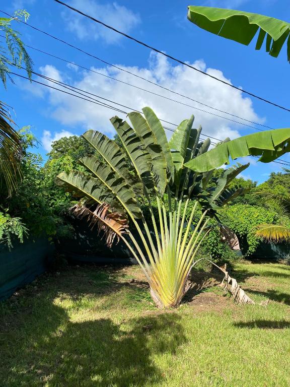 Zahrada ubytování Love Guadeloupe