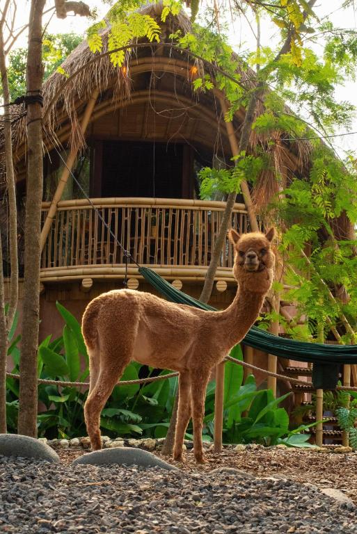 a camel standing in front of a house at Alpaca Lodge in Tanah Lot