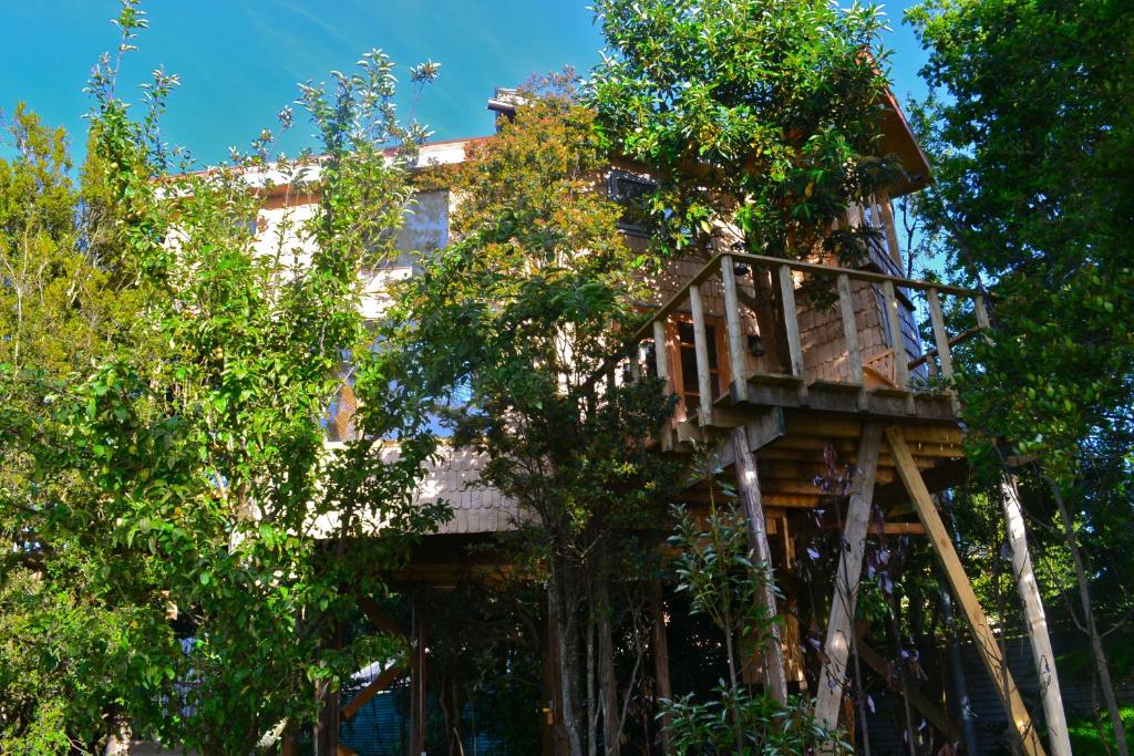 una casa sull'albero in mezzo agli alberi di La Casa Del Árbol De Chiloé a Castro