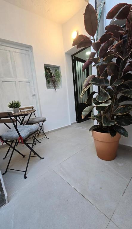 a room with a table and a potted plant in front of a door at Estudio Pequeño in Conil de la Frontera