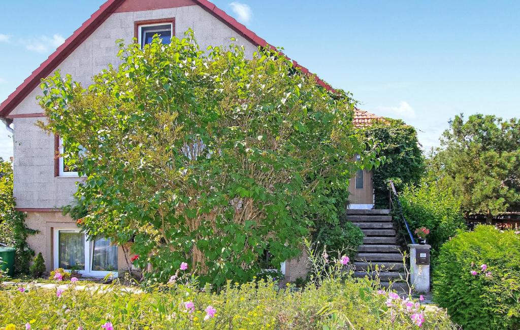 a large tree in front of a house with stairs at Ferienwohnung Klink in Klink