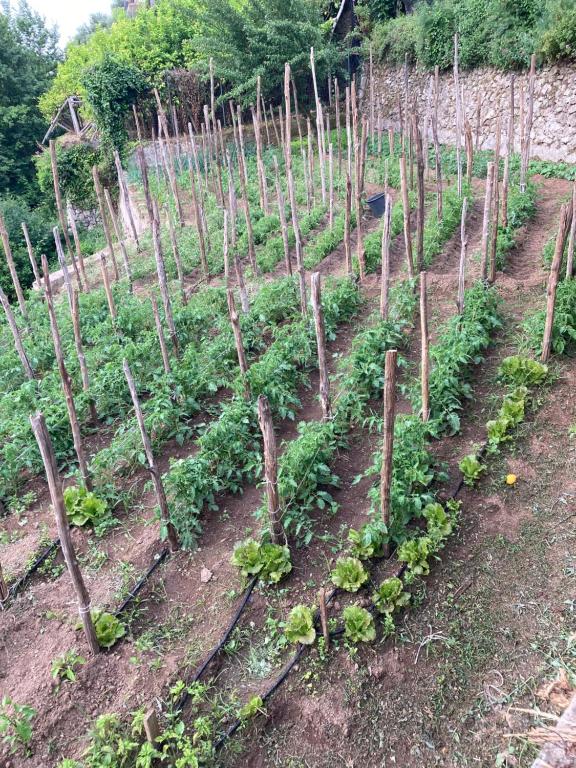 A garden outside Suite I Limoni