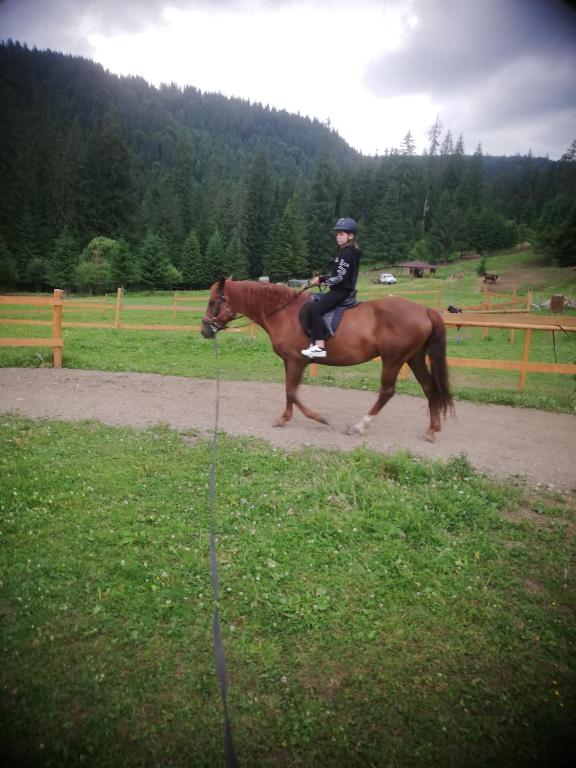 Άλλα ζώα σε οργανωμένο κάμπινγκ ή στη γύρω περιοχή