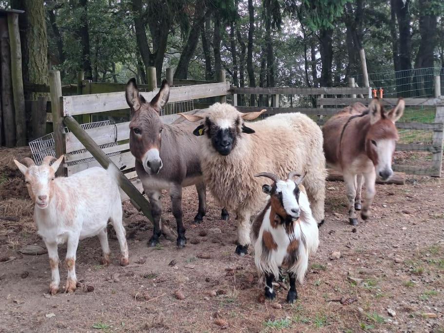 Động vật gần/tại nhà nghỉ dưỡng