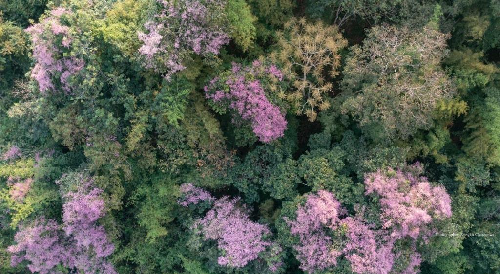 una vista aérea de un bosque con árboles púrpuras en Mon Ing Suk Eco-Stay Chiang mai, en Chiang Mai