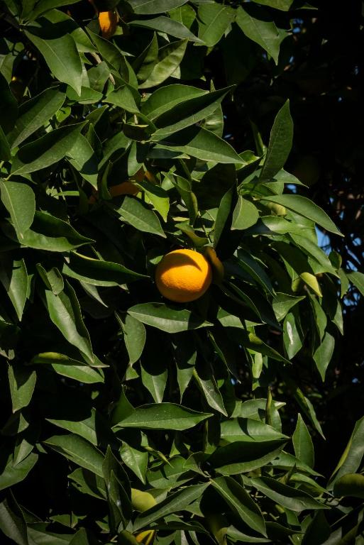 Lux of the Vatican - Resim 36