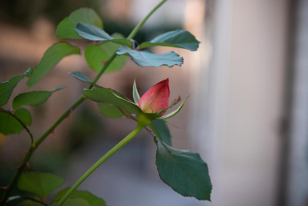 Lux of the Vatican - Resim 20