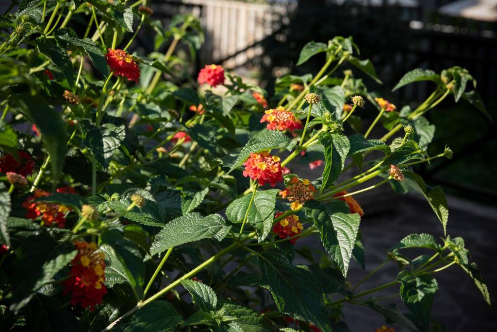 Lux of the Vatican - Resim 44