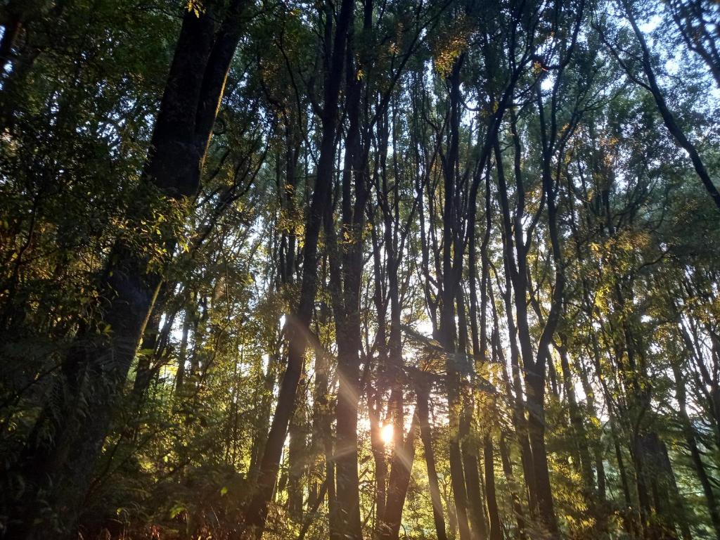 Nature's Nest - Glowworms, Forest and Rural Bliss - Resim 7