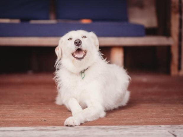 Nature's Nest - Glowworms, Forest and Rural Bliss - Resim 14