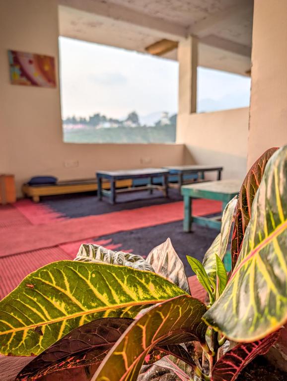 Fotografie z fotogalerie ubytování Hobo Hostel v destinaci Dharamsala