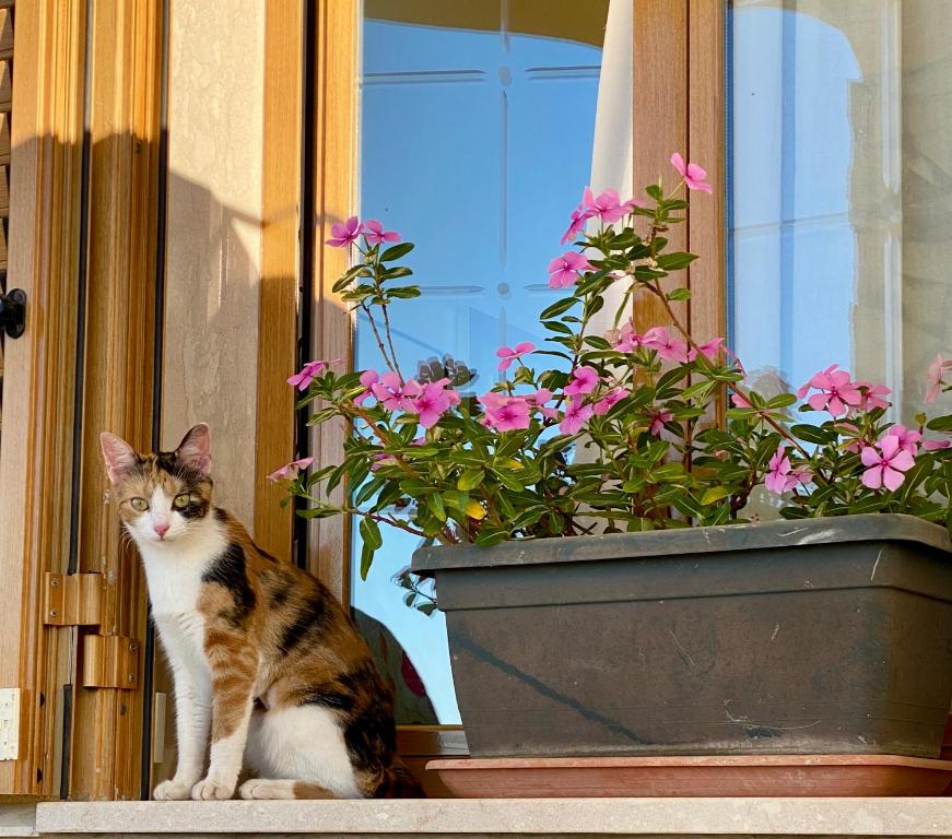 Domáce zviera alebo zvieratá hostí v ubytovaní Villa Mare Giuggiola