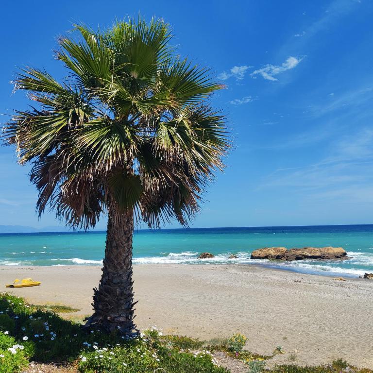 a palm tree on a sandy beach near the ocean at Casa Playa Paraiso Manilva in Manilva
