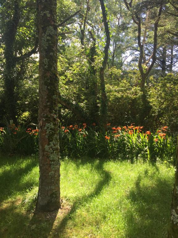 Zahrada ubytování Valentia Island Escape