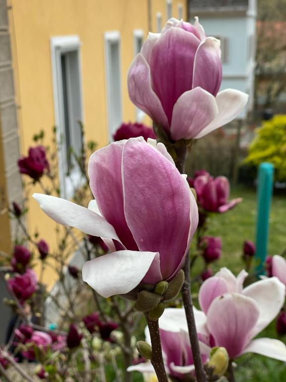 Zahrada ubytování Apartment im Wein- und Freizeitidyll Klöch