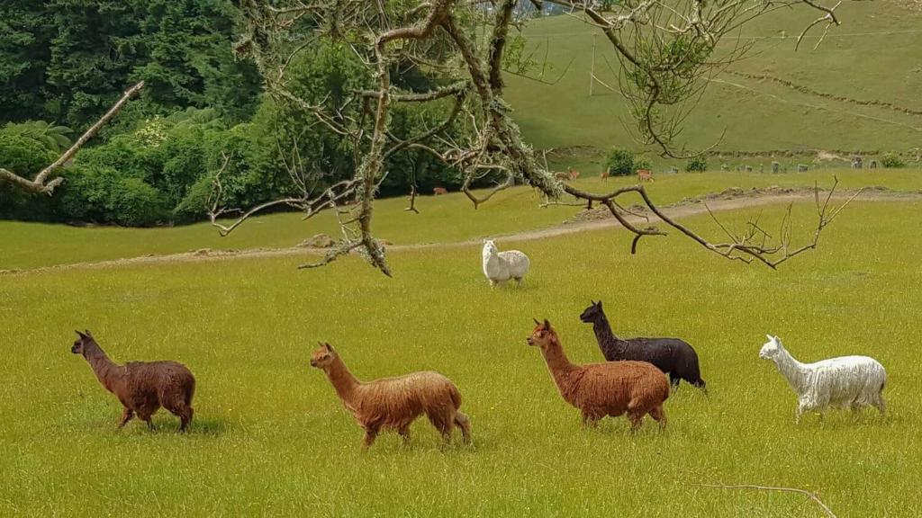 Aorangi Peak Cabins 5 by Tiny Away - Resim 16