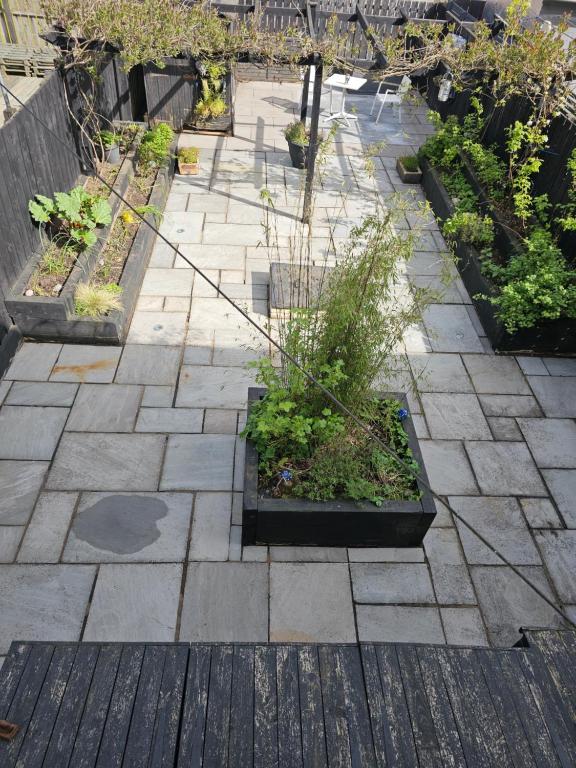 un patio con algunas plantas en un jardín en Garden homely house, en Cardonald