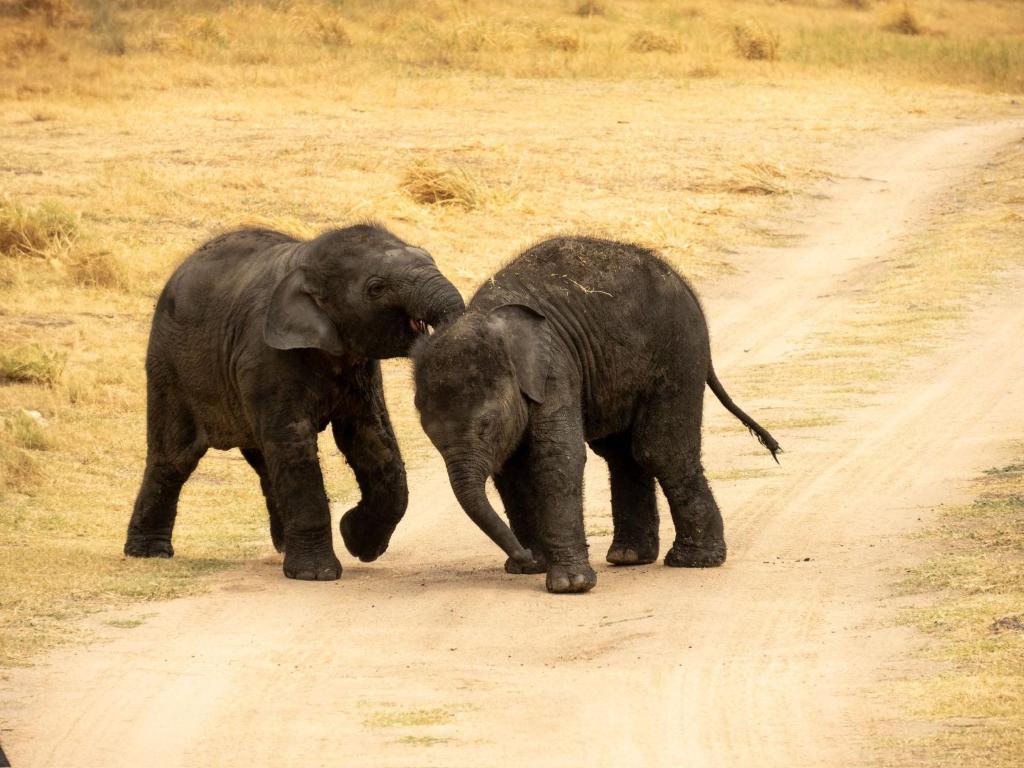 Dream Villa Sigiriya - 19
