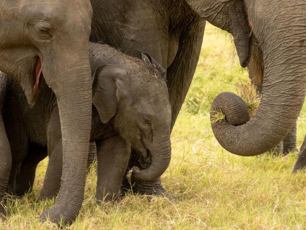 Dream Villa Sigiriya - 18