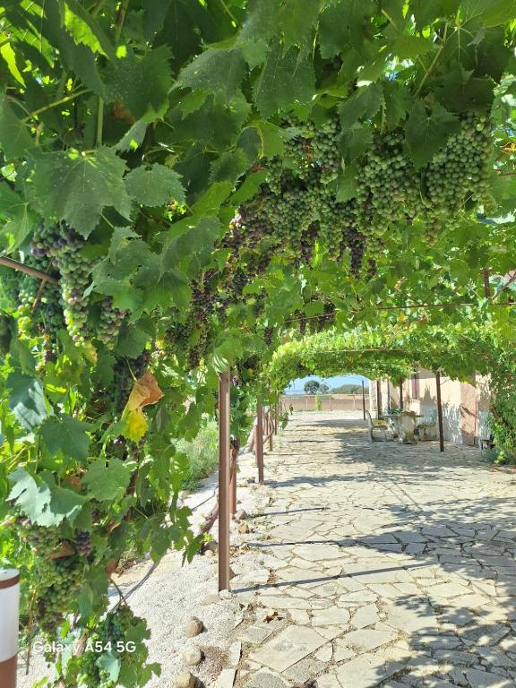 Zahrada ubytování Podere Muracciolo
